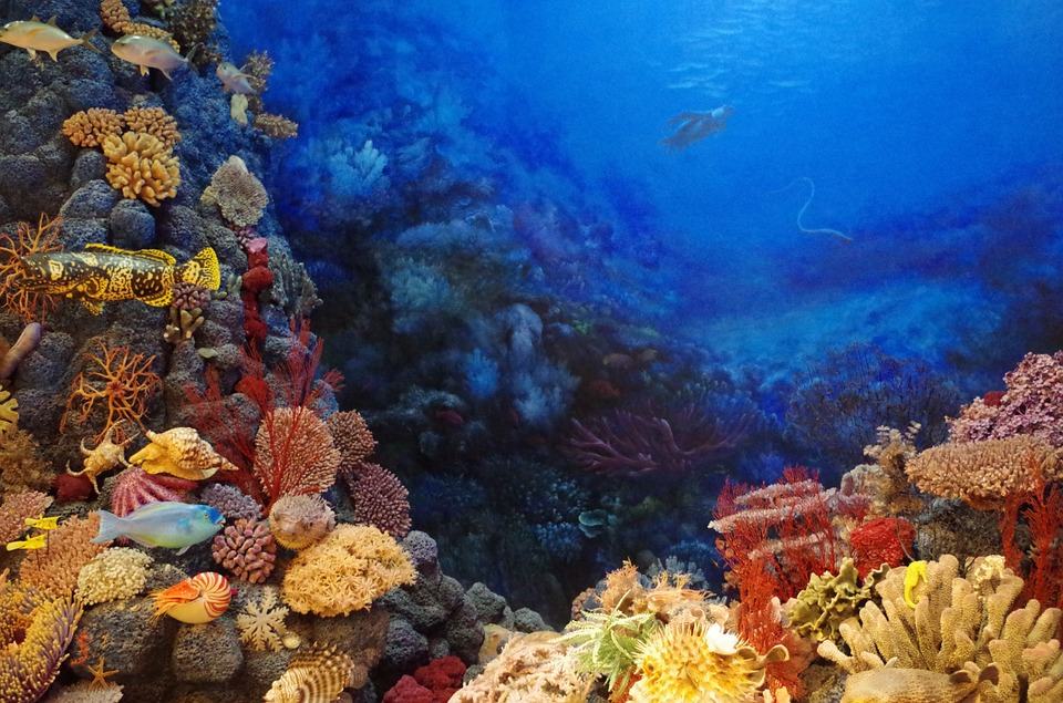 Barrera del Coral y Turismo ecológico