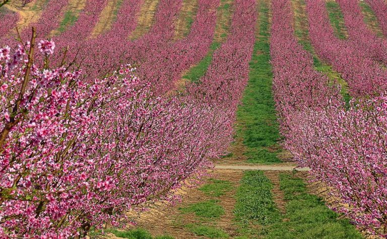 melocotoneros en flor en Aitona