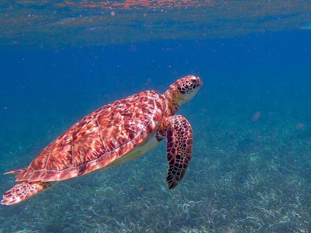 Belice natural