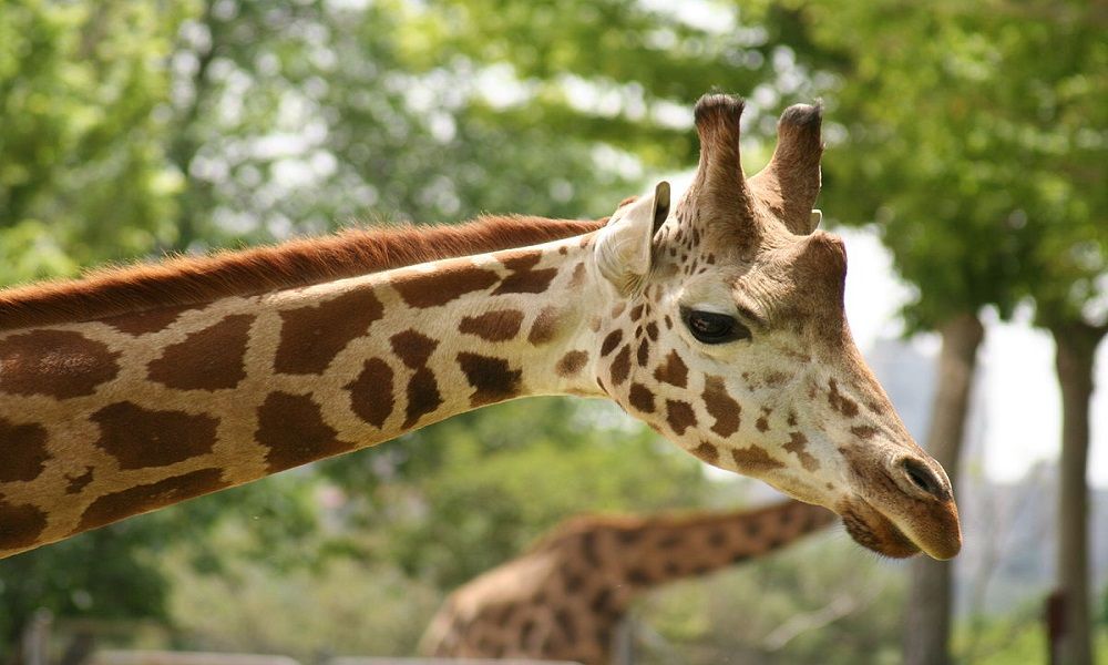 mejores zoológicos de España