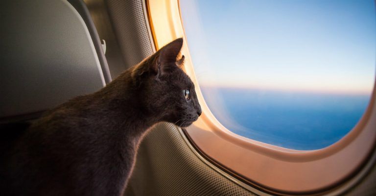 Viajar en avión con tu gato