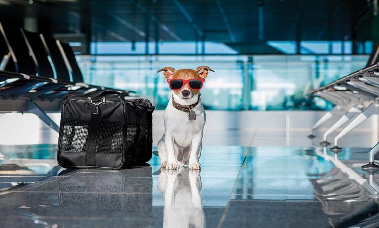 viajar con perro en avión