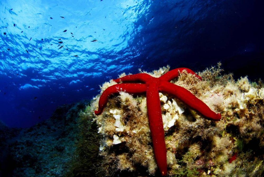 descubre la vida submarina de mallorca