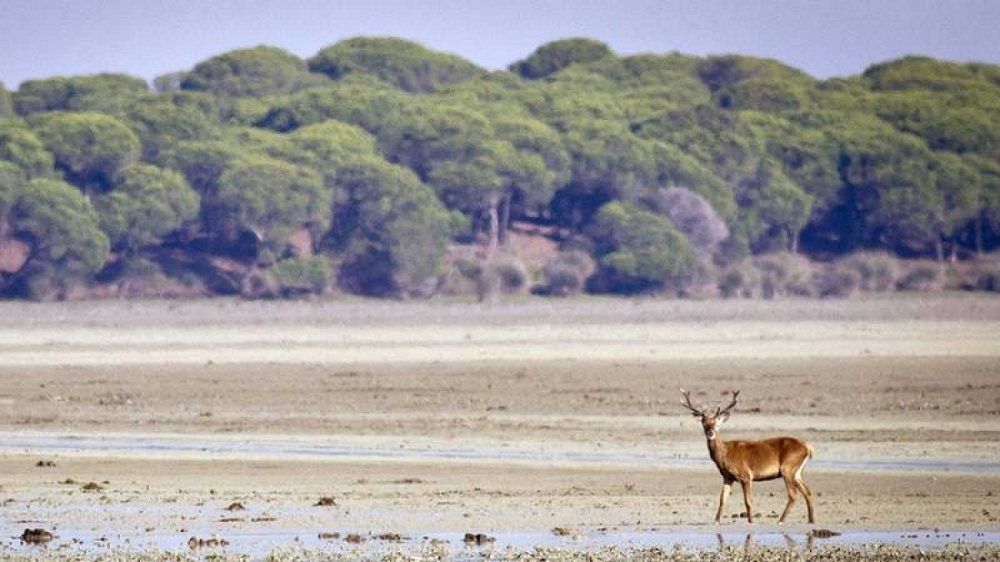 Parque Nacional y Natural de Doñana