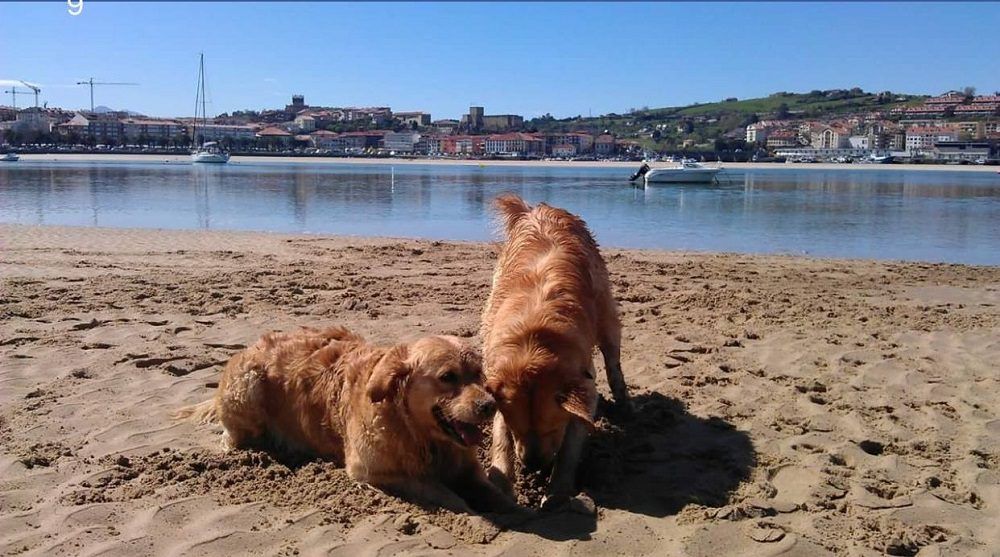 playa de perros en Galicia