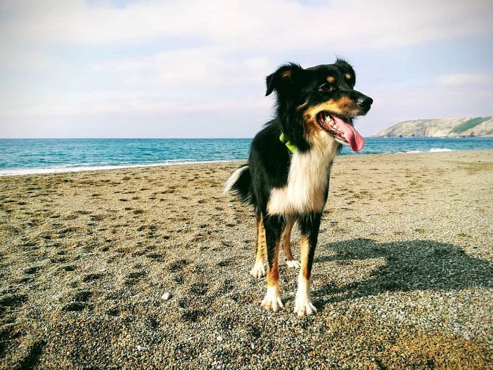 playa perros en málaga