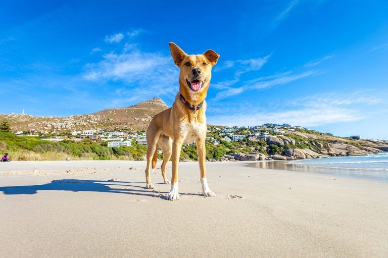 playas para perros en España