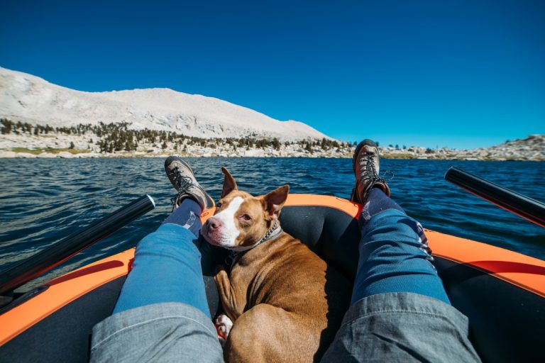 viajar con tu perro