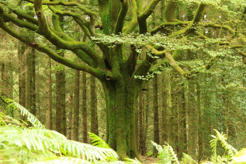 Broceliande