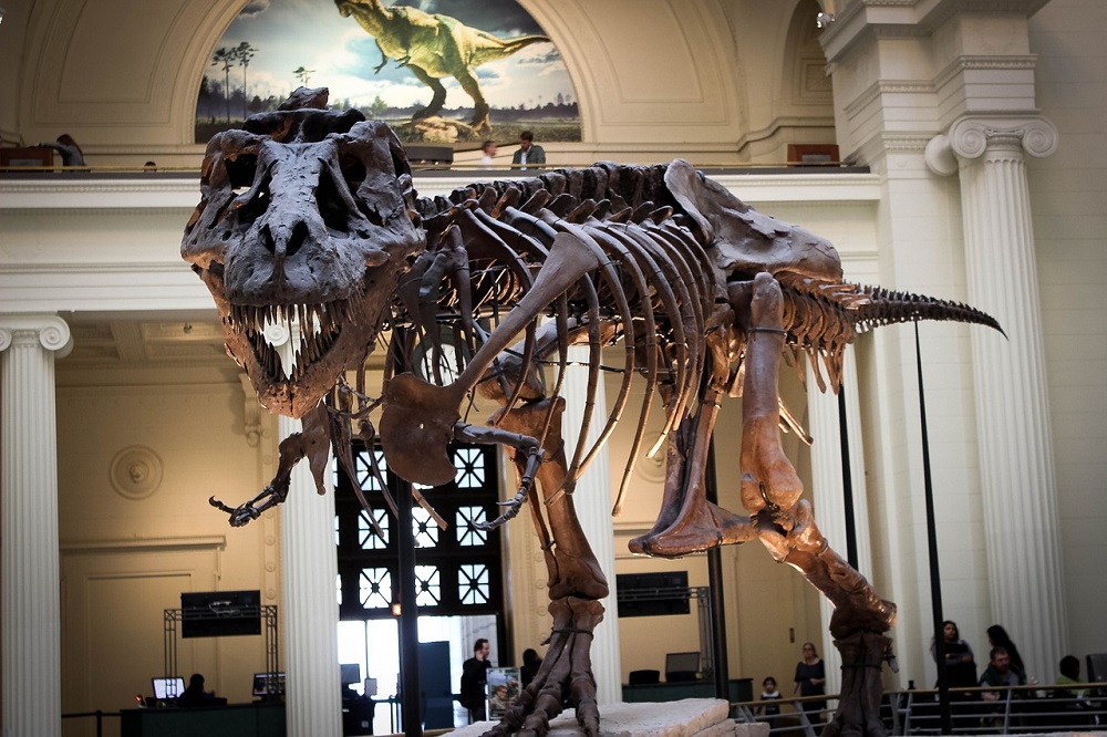 El T-Rex de The Field Museum