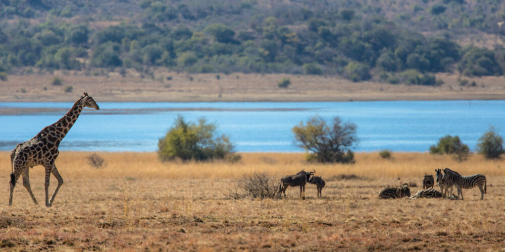 Viajar a Sudáfrica