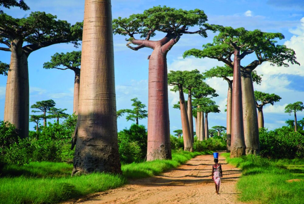 Avenida Baobabs
