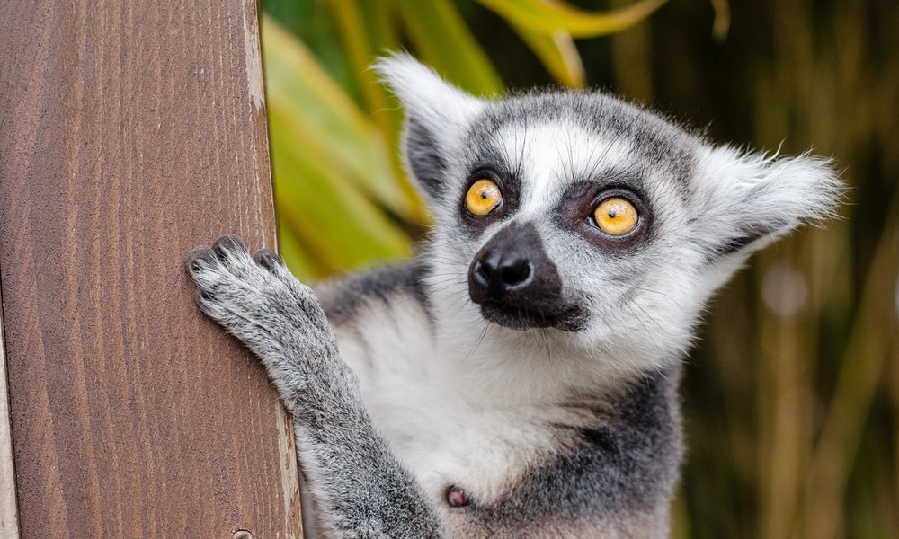 Lémur en Madagascar