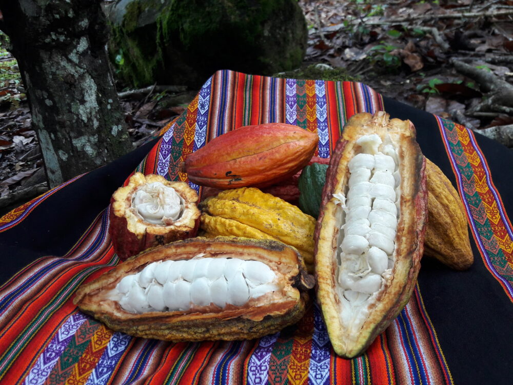 Semillas de cacao