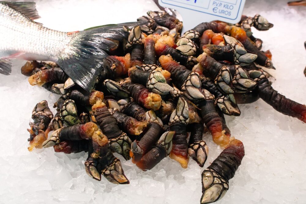 Descubre los mejores lugares de España para comer percebes
