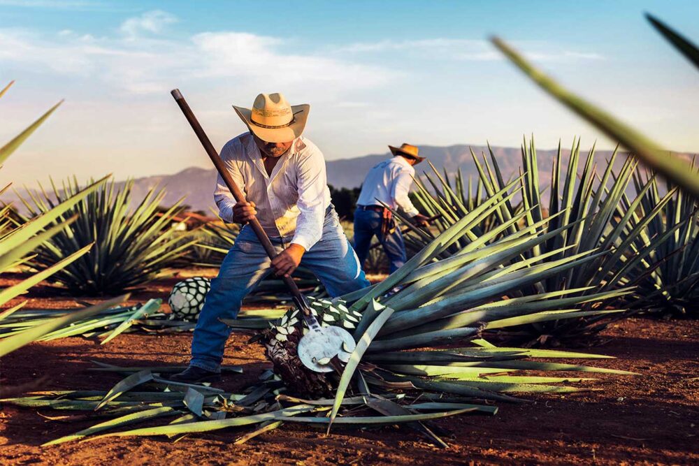 Los jimadores son los trabajadores del campo en Tequila