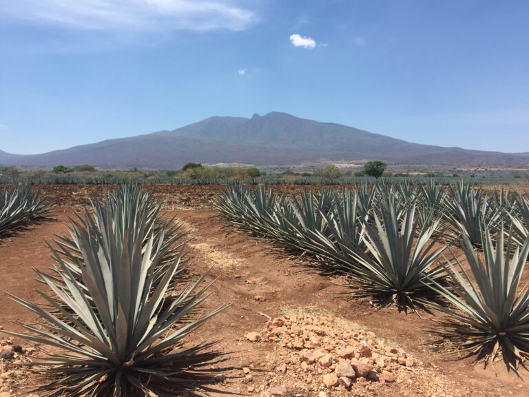 Descubre Tequila, el pueblo de donde es originaria la bebida más famosa de México