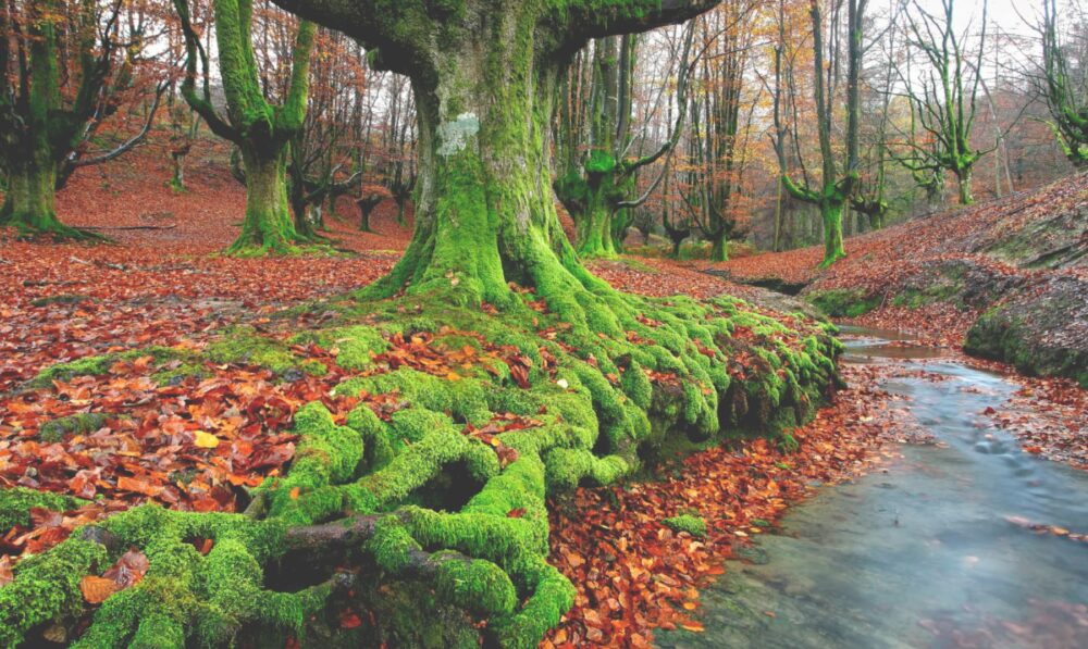 hayedos mágicos para visitar en otoño