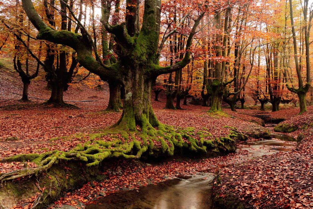 hayedos mágicos para visitar en otoño