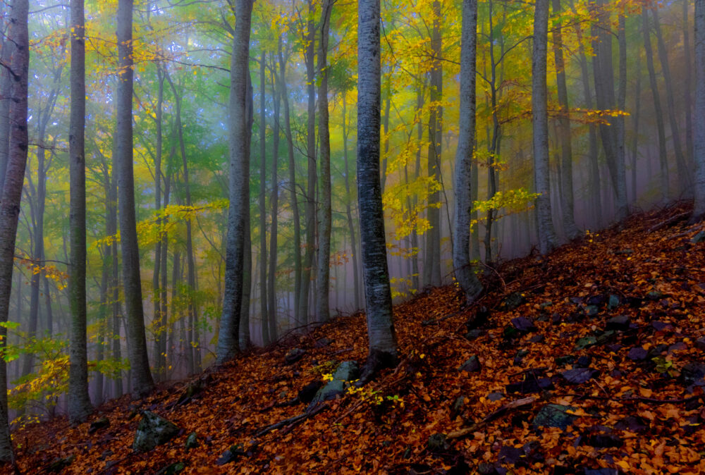 hayedos mágicos para visitar en otoño