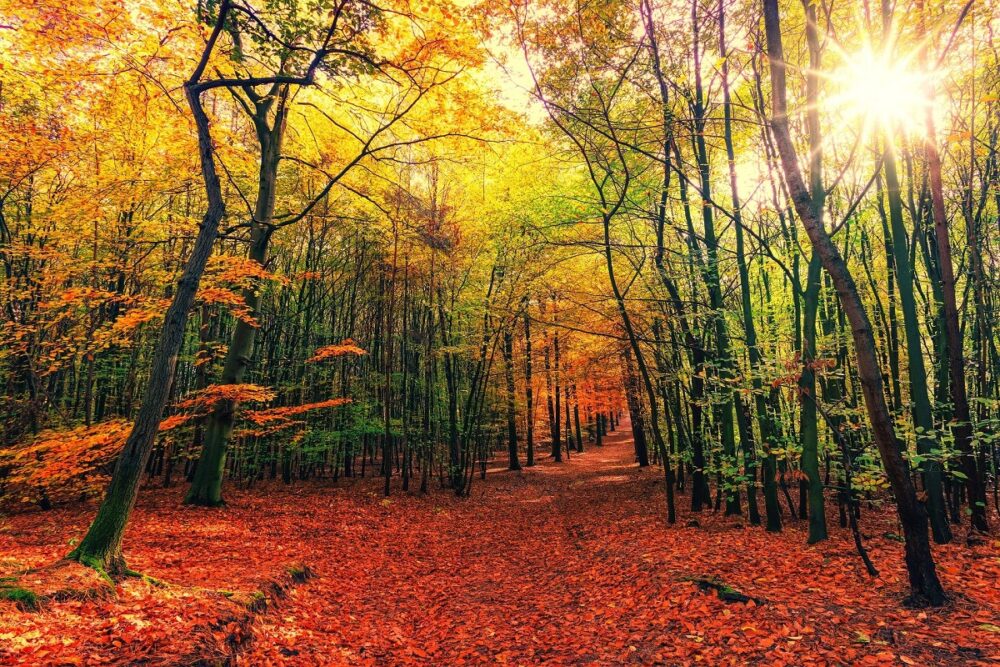 Rutas perfectas para otoño en España