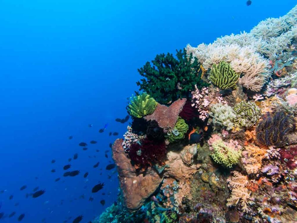 Bunaken