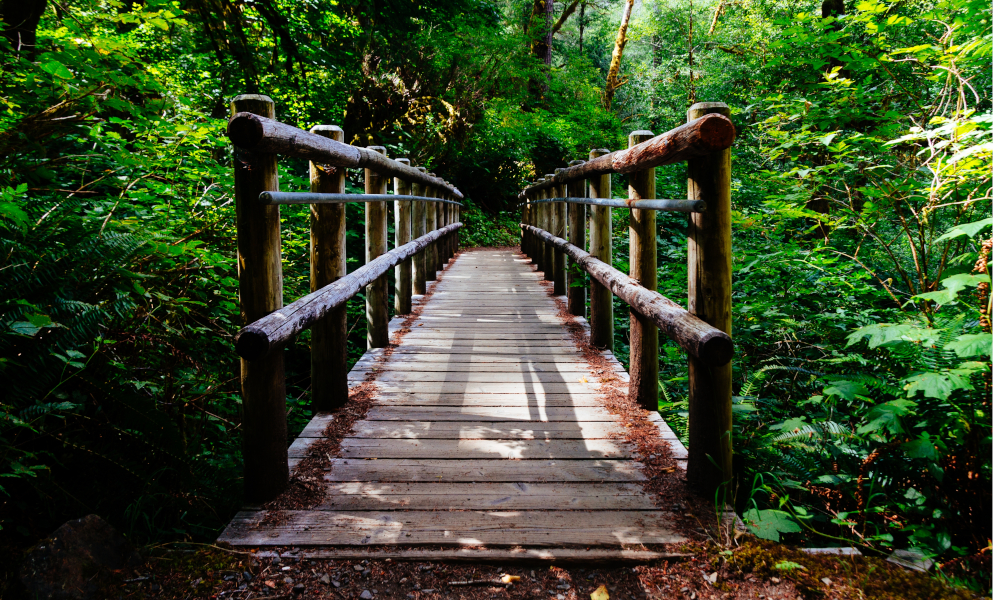 sendero de madera