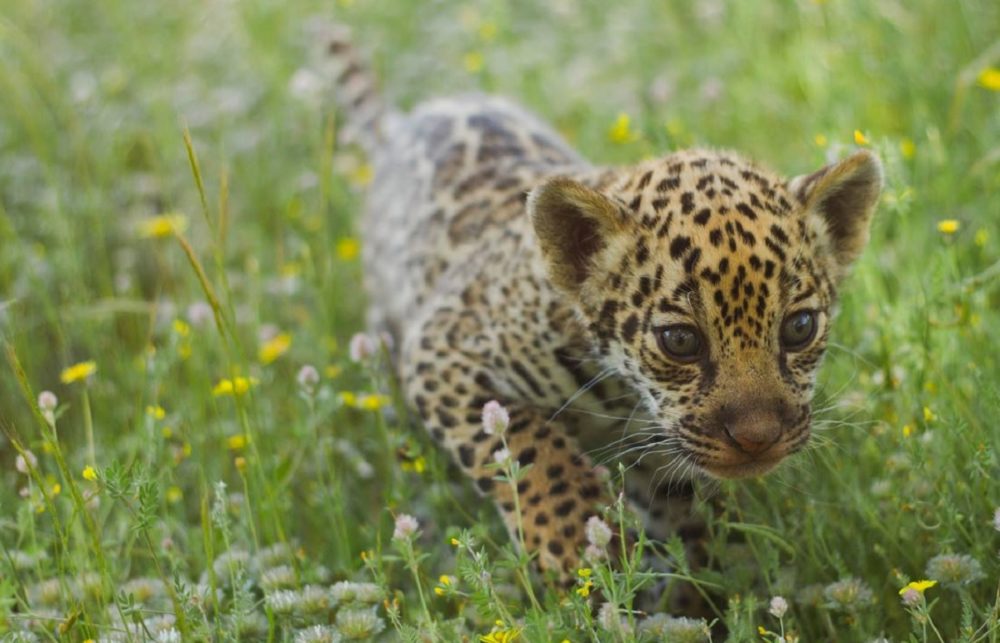 safari park madrid