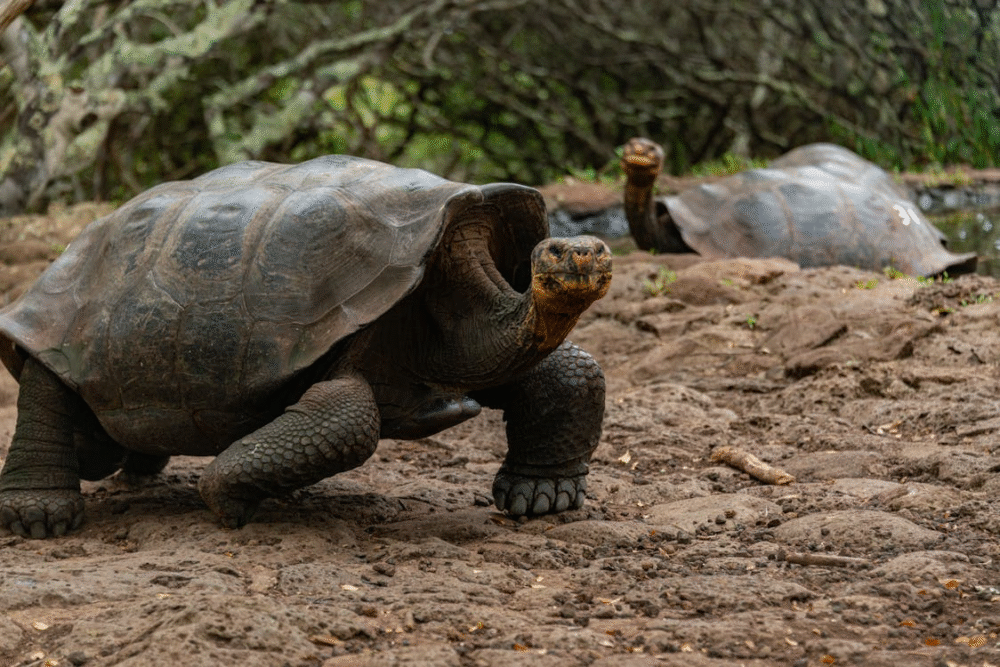 Islas Galápagos